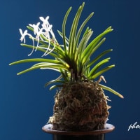 富貴蘭「無名」の花(過去の画像倉庫から)