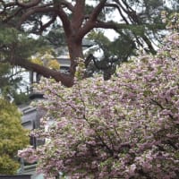 満開の兼六園菊桜