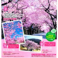 伊豆高原桜まつり 全国クラフトフェスティバル、いよいよ明日から。