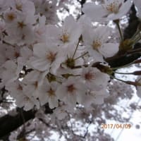 桜の時とＷｉｎ10