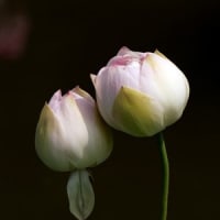 花はす園のハスの花①