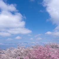 ３年越しで満開の枝垂れ桜に会う