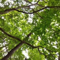 クヌギ林の下草刈り