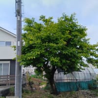 ５月下旬の柿の木