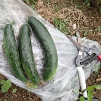 雨上がりの畑にオクラと花オクラを定植した。