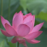 鶴舞公園の胡蝶ヶ池-蓮の花-2