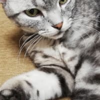 コロナ陽性記録(1)～行動記録～