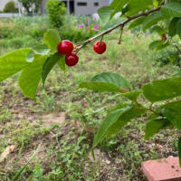 さくらんぼ　5粒収穫！