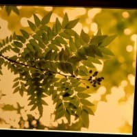 ２０２５こども植物園写真展　２