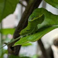 謎の青虫 みどりクン