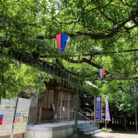 夏越しの大祓、茅の輪くぐり、千年乃藤。