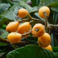 庭のビワの木は食べごろ