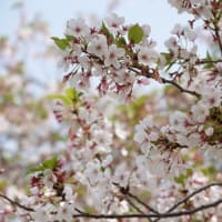 2025続ラスト花見