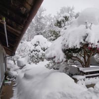 雪が積もった