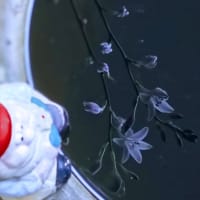 JULIE喜寿おめでとう。雨降りの今朝 擬宝珠一輪と半開きのつづき