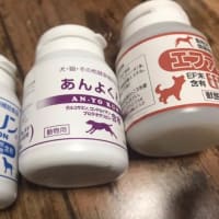 愛犬、僧帽弁閉鎖不全症で心臓の手術から術後1ヶ月。