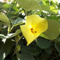 夏だ