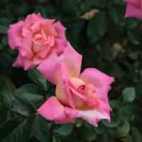 神代植物公園のバラ2011秋545