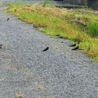６月22日日曜日　晴れ⛅