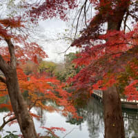 井の頭公園の紅葉【平日遠足】