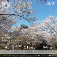 姥桜、五分咲きに終る。