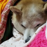 クリンへの想いは尽きなくて・・・311