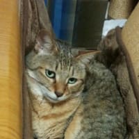 今朝のコバヤシさん