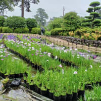 小田原城あじさい花菖蒲まつり