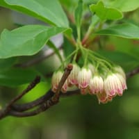 安達太良山の花