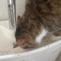 もにょ吉（猫）　トイレで