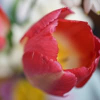 ●我が家の４月の花（6）　　チューリップ、八重の水仙、スノーフレークを生けました。