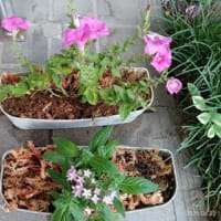 ♪　「なに、なに？　この落花狼藉は！！」