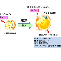 メタボのお腹は炎症で火がついた状態