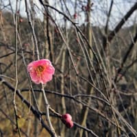 「里山散歩（枝垂れ梅）」