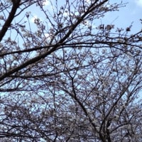 令和６年　桜開花　いちき串木野市　冠嶽神社