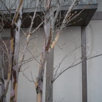 冬の樹の姿も美しいナツツバキ