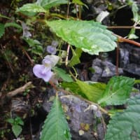 waishiさんと登る　桧塚奥峰