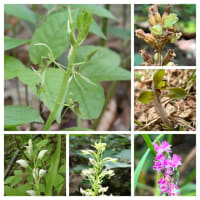 今年見てきた山のランのお花たち