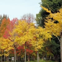 晩秋のウォーキング　①　大阪城公園外周
