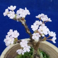 粘土　de　  桜（ミニ盆栽）