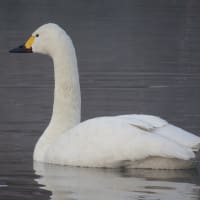 川島町の白鳥