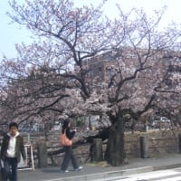 やっとこさ桜咲く