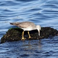 05/24探鳥記録写真：遠賀川河口の鳥たち（キアシシギ三昧、）
