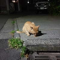 Ｎｅｗ茶トラ