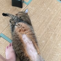 モフモフ感が心地よい。