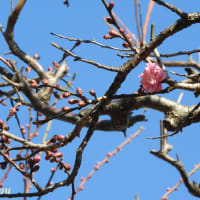 座間「かにが沢公園」梅が2輪開花を確認！！