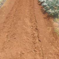 　収穫ズッキーニ・アスパラ　定植場作りとスナックエンドウ整理