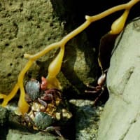 L.A.1995-187 食事中カニカニカニ　Les trois crabes mangeons des algues.