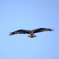 06/15探鳥記録写真：遠賀川河口の鳥たち（ミサゴの飛翔、）