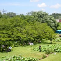 穴山の大賀ハス